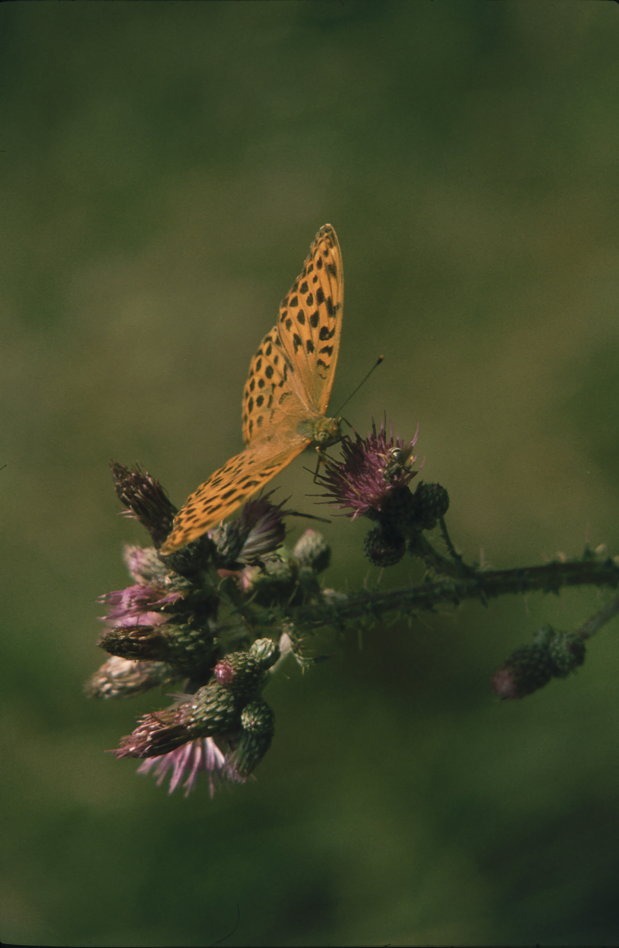 83-Sleme 01995.jpg