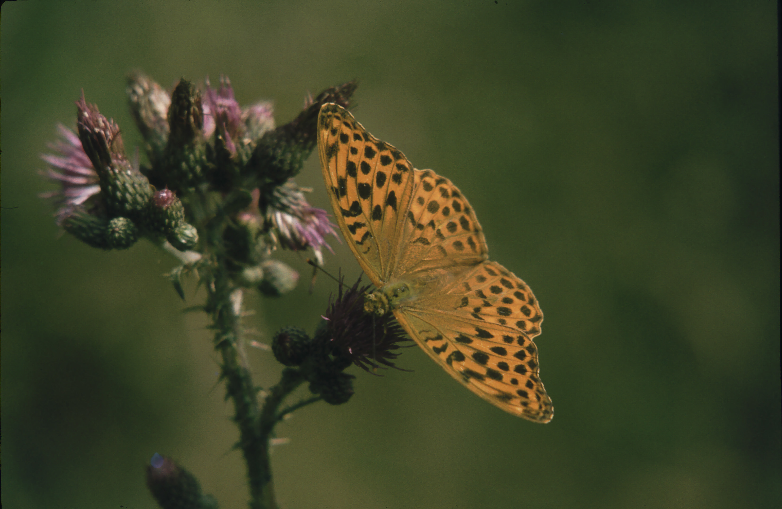 83-Sleme 019955.jpg