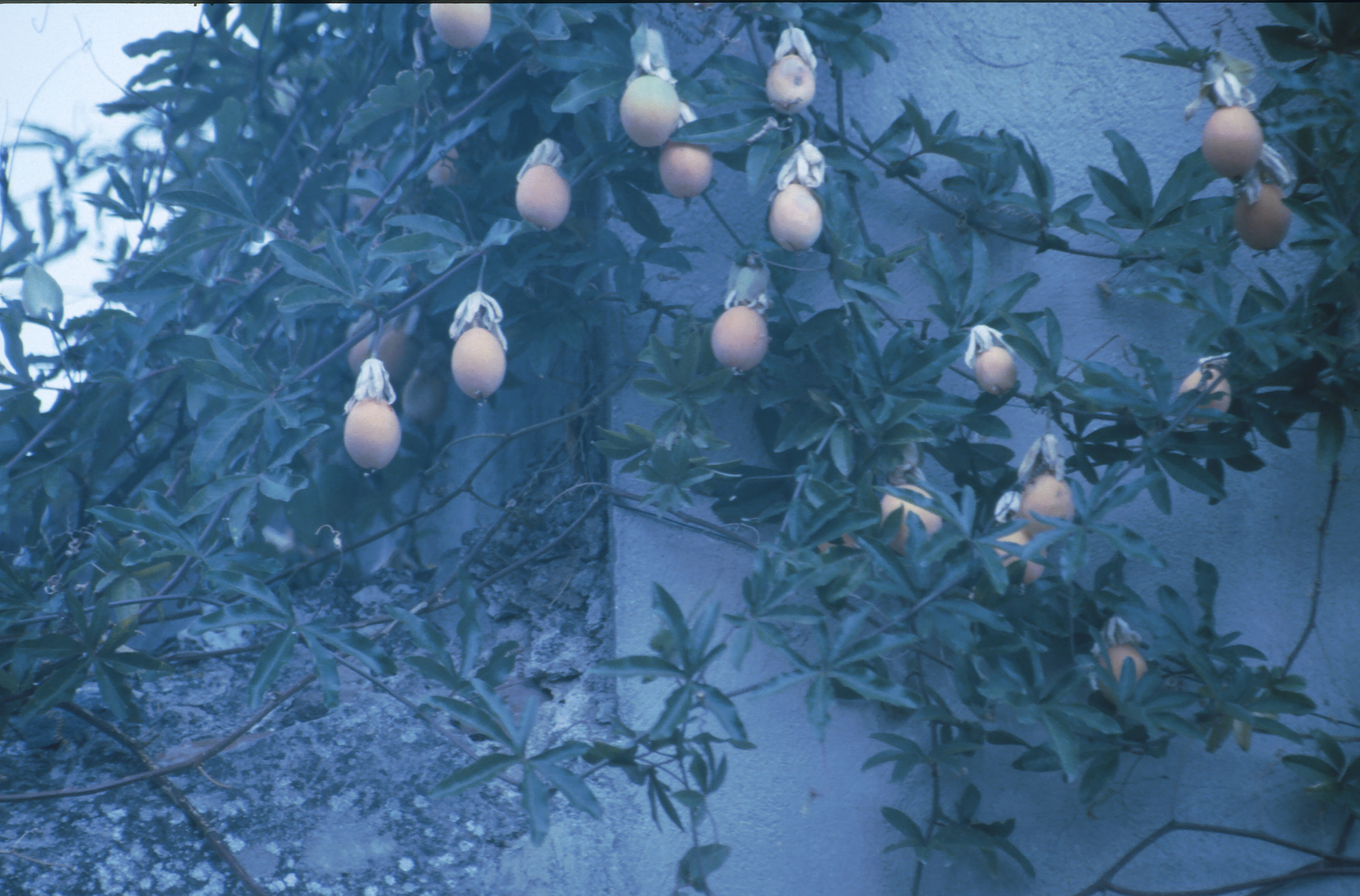1991 FraA Cote dAzure 065.jpg